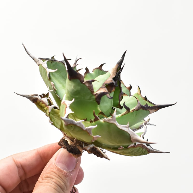 鉢込み】アガベチタノタハデス黒帝斯恐竜牙歯検オテロイオアハカ白鯨