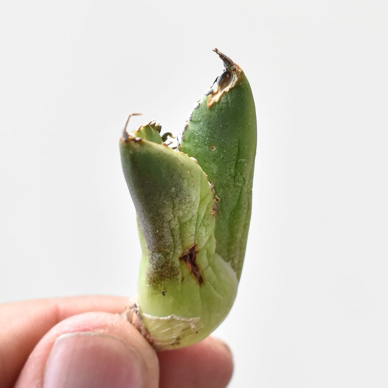 アガベ 　雪豹　子株 アガベ チタノタ 