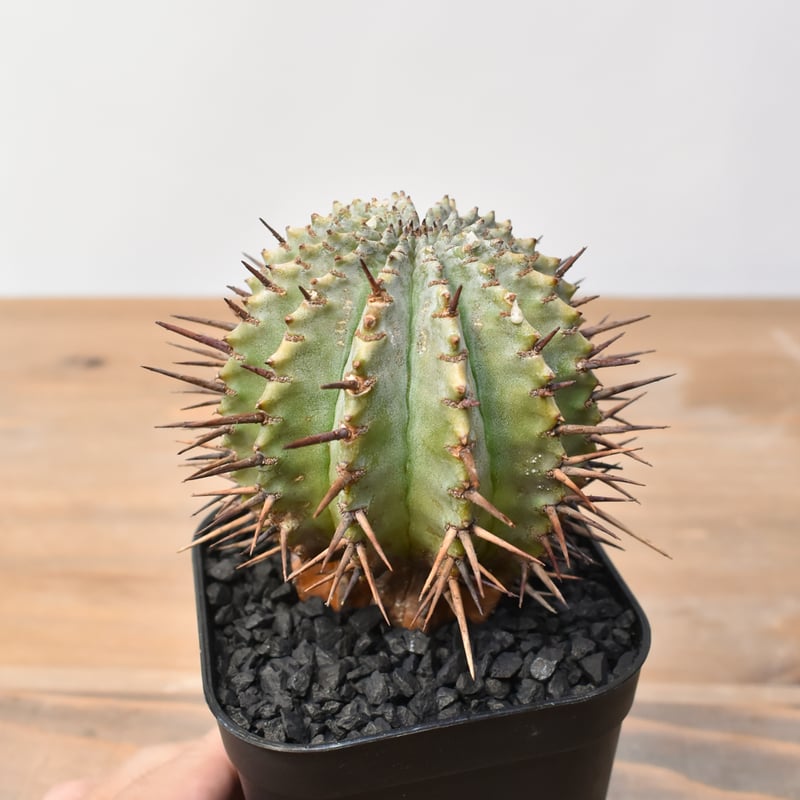 ユーフォルビア ホリダ 