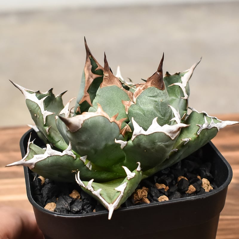 アガベ チタノタ ドワーフ ボールタイプ “姫厳竜” （発根済み