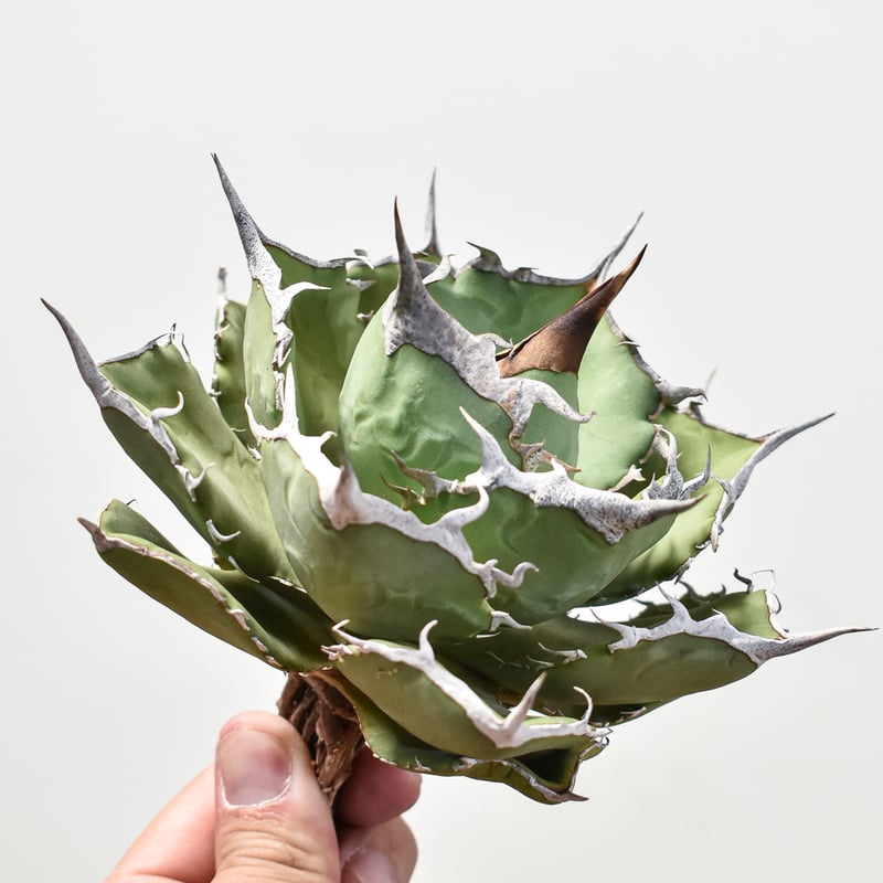 アガベ チタノタ 巨獣 / giant beast(dragon agave産) アガベ チタノタ 巨獣 【台湾 dragon agave産/抜き苗/中株