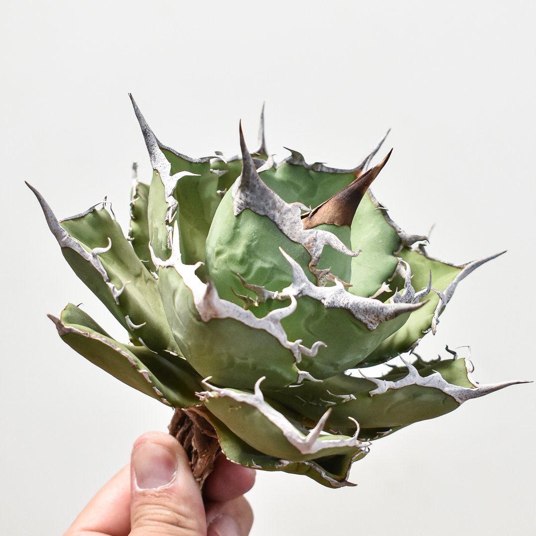 アガベ チタノタ 巨獣 / giant beast(dragon agave産) アガベ チタノタ 巨獣 【台湾 dragon agave産/抜き苗/中株