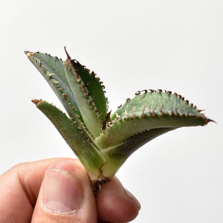 アガベ　チタノタ　麻花龍　子株 アガベ チタノタ 麻花龍 【台湾 berlin産/子株/抜き苗】D BE2402686 |