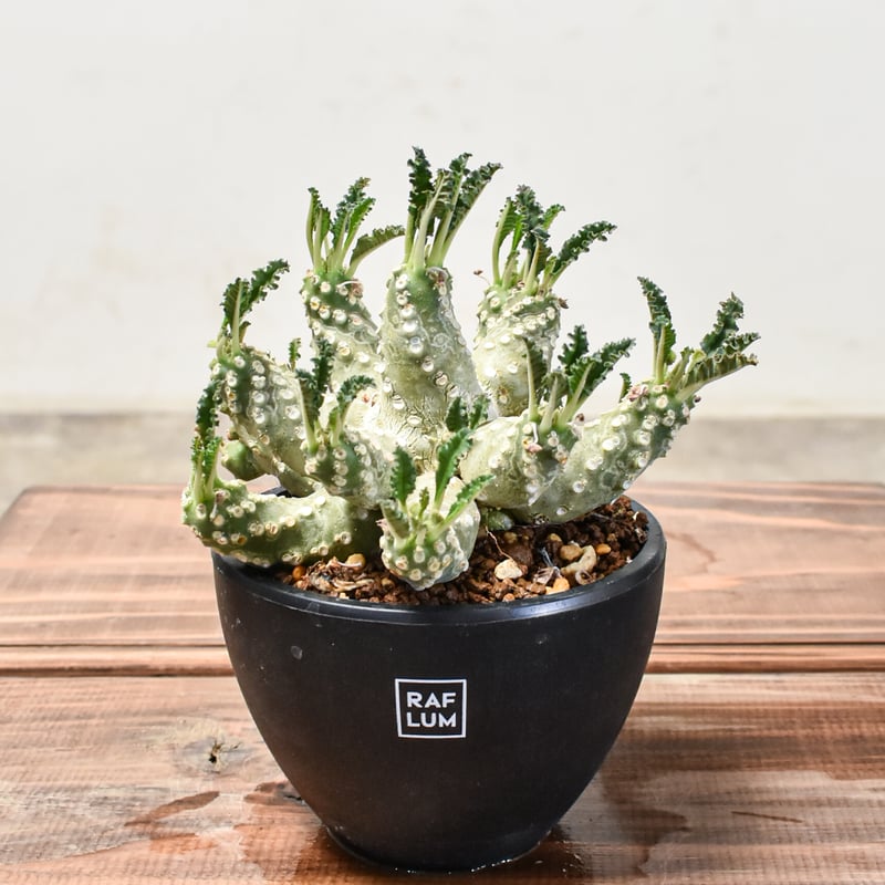 ドルステニア　ラブラニー　大株　美株 ラブラニー | STORES