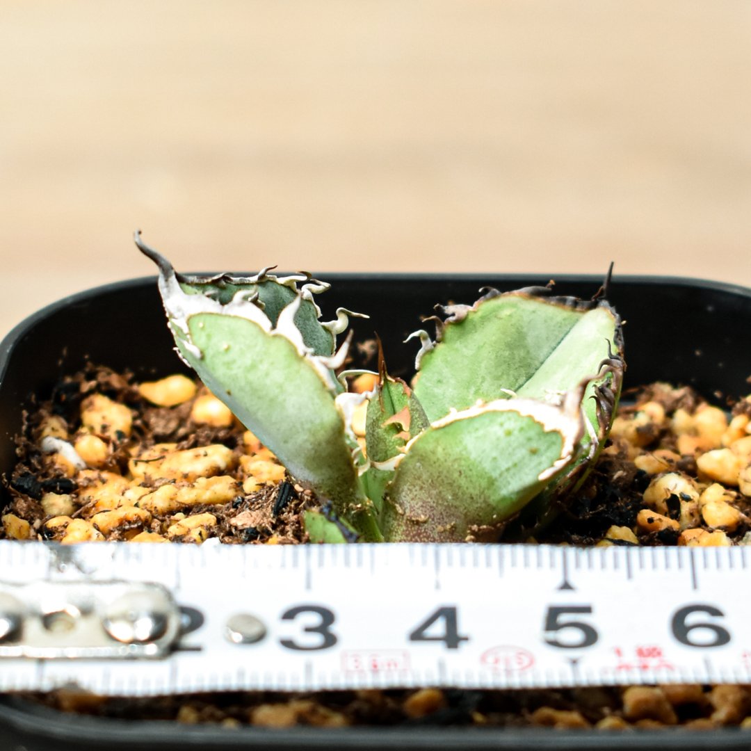 アガベ チタノタ 