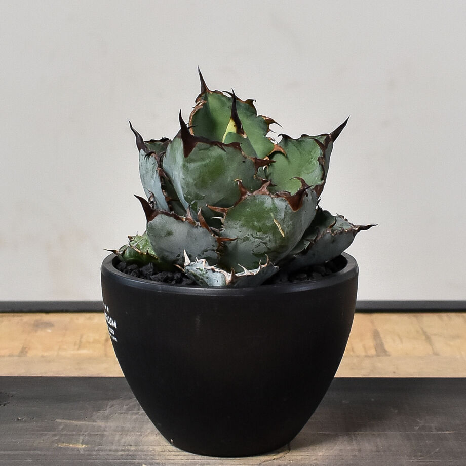 アガベ チタノタ no name 8株セット コレクション株 アガベ チタノタ no name 8株セット コレクション株 アガベ