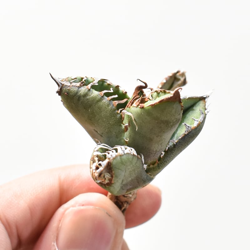 アガベ 星空 アガベぶつぶつ　子株 アガベ 星空 子株 ① ブツブツ agave