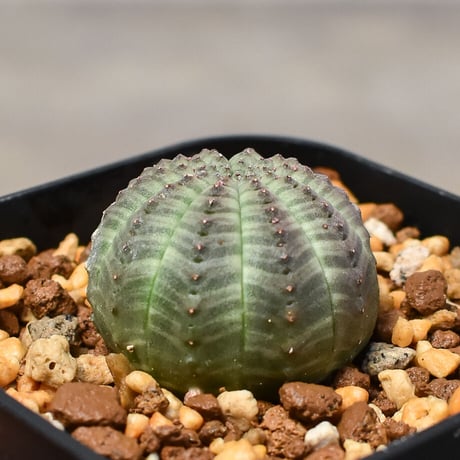 ユーフォルビア オベサ "ミニオベサ" （発根済み）RF230411 I