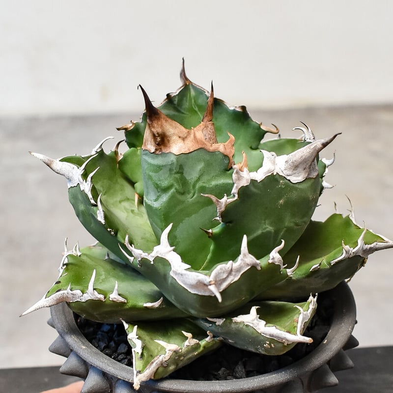 アガベ チタノタ ホワイトファイヤー アガベ チタノタ ホワイトファイヤー