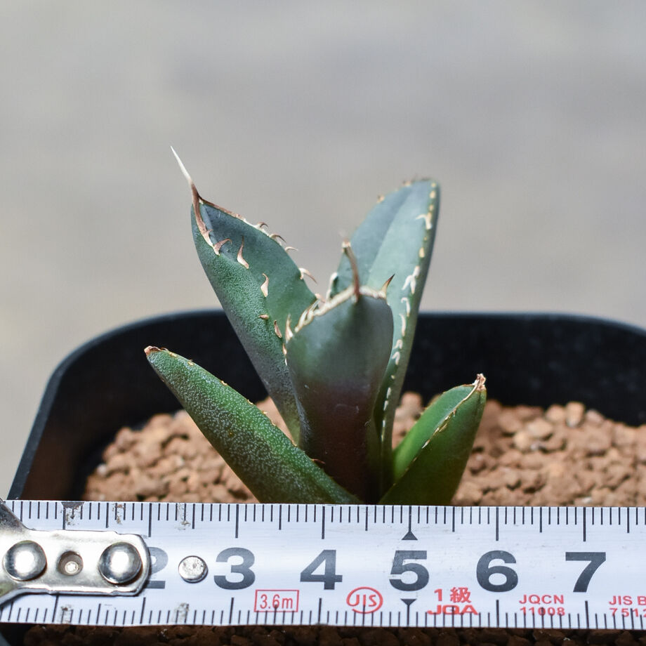 アガベ　チタノタ　鳳凰　フェニックス　#020 アガベ チタノタ 鳳凰 フェニックス #020 アガベ チタノタ 鳳凰