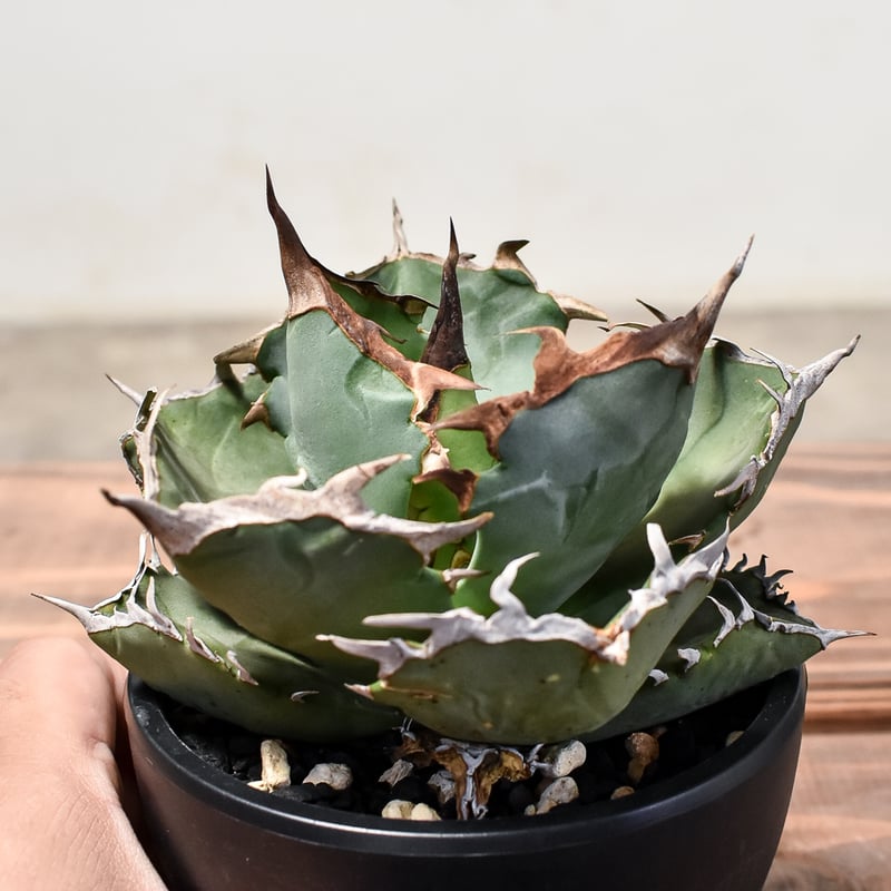 アガベ チタノタ クラブ 