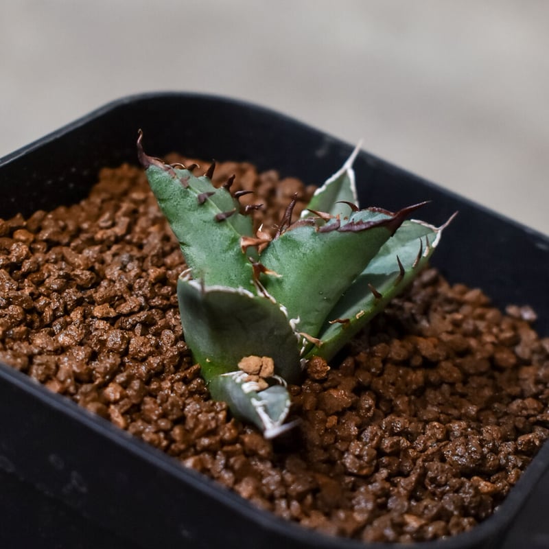 アガベ チタノタ 