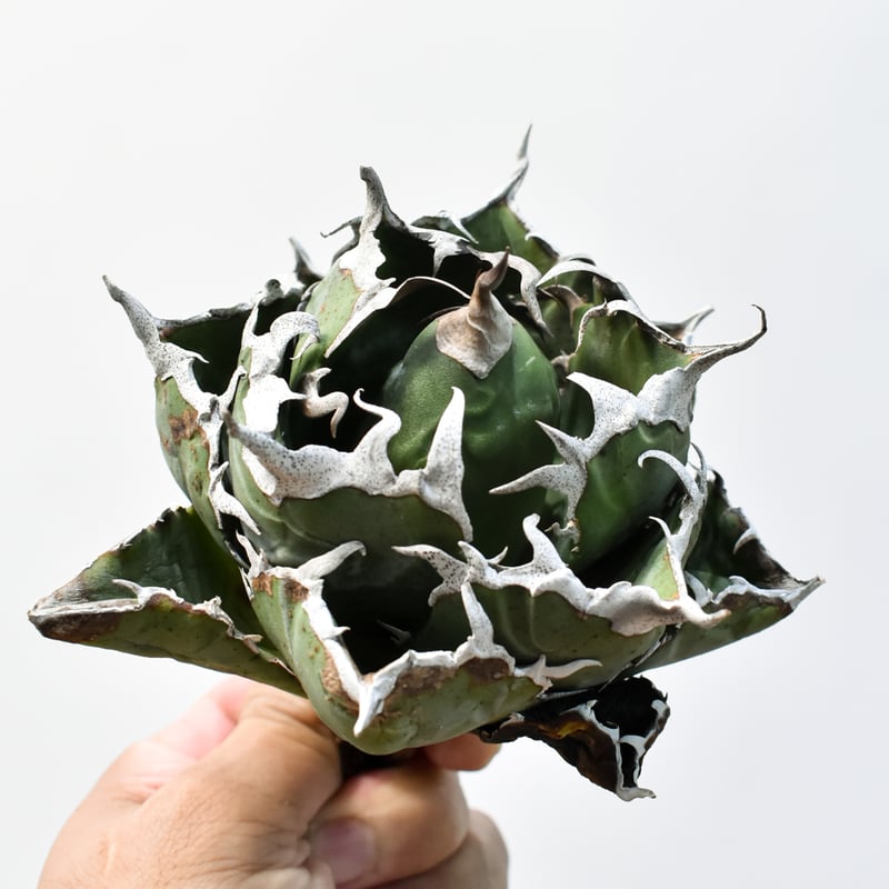 アガベ チタノタ “精品老白鯨” 【台湾 dragon agave産/抜き苗/中株】I