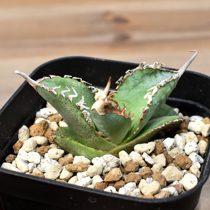 アガベ チタノタ ゴジラ 