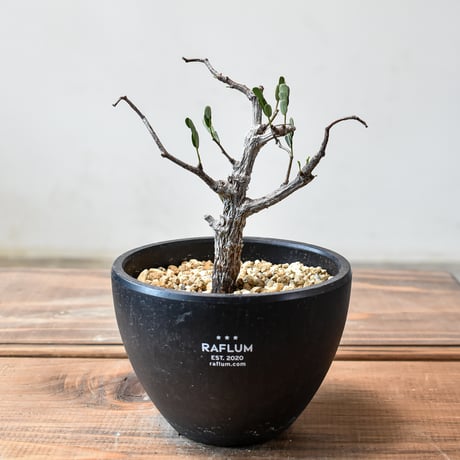 センナメリディオナリス 塊根植物 灌木 挿し木
