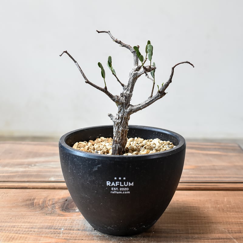 センナ メリディオナリス 【発根済み】GM2400403 | RAFLUM / ラフラム