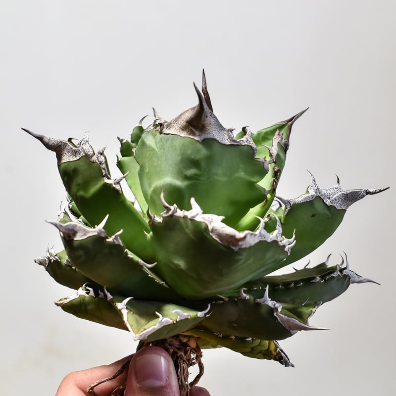 アガベ チタノタ ホワイトファイヤー / 白炎, 白火焔 