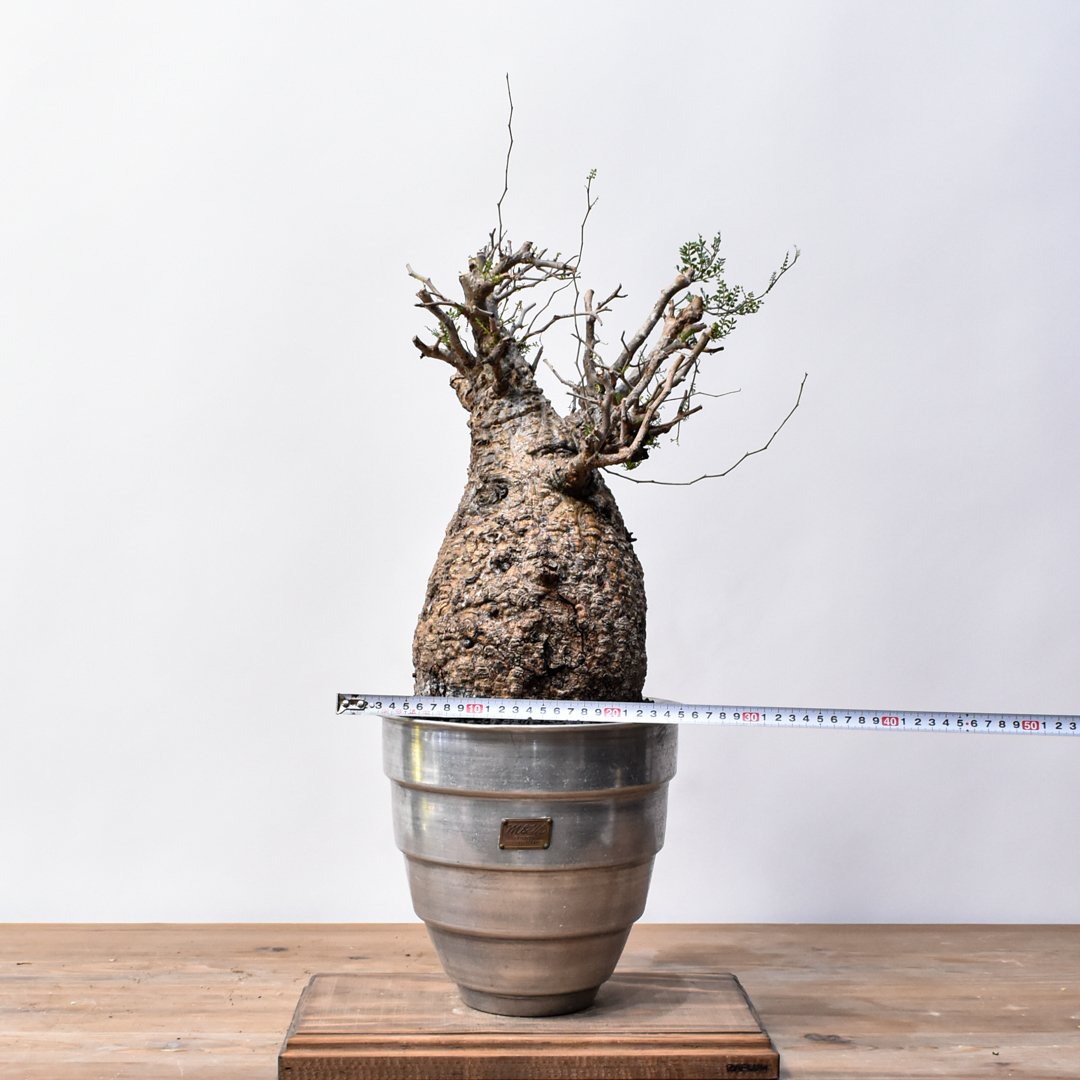 オペルクリカリアパキプス　選抜株　ラスト1~2 オペルクリカリア パキプス 