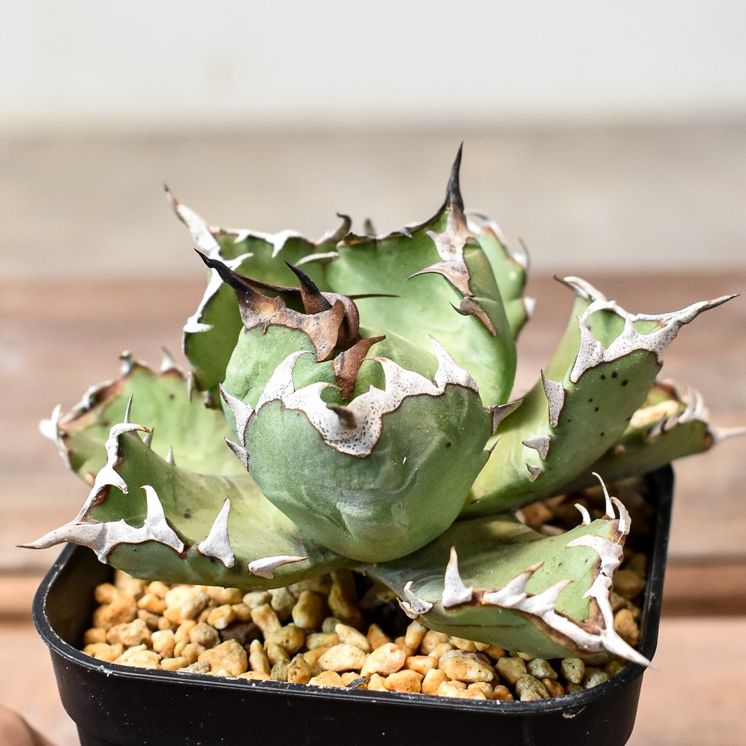 アガベ チタノタ ドワーフ / 