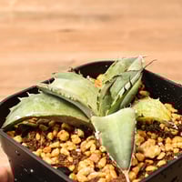 アガベ ハイブリット 