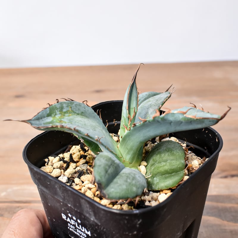 アガベ チタノタ 