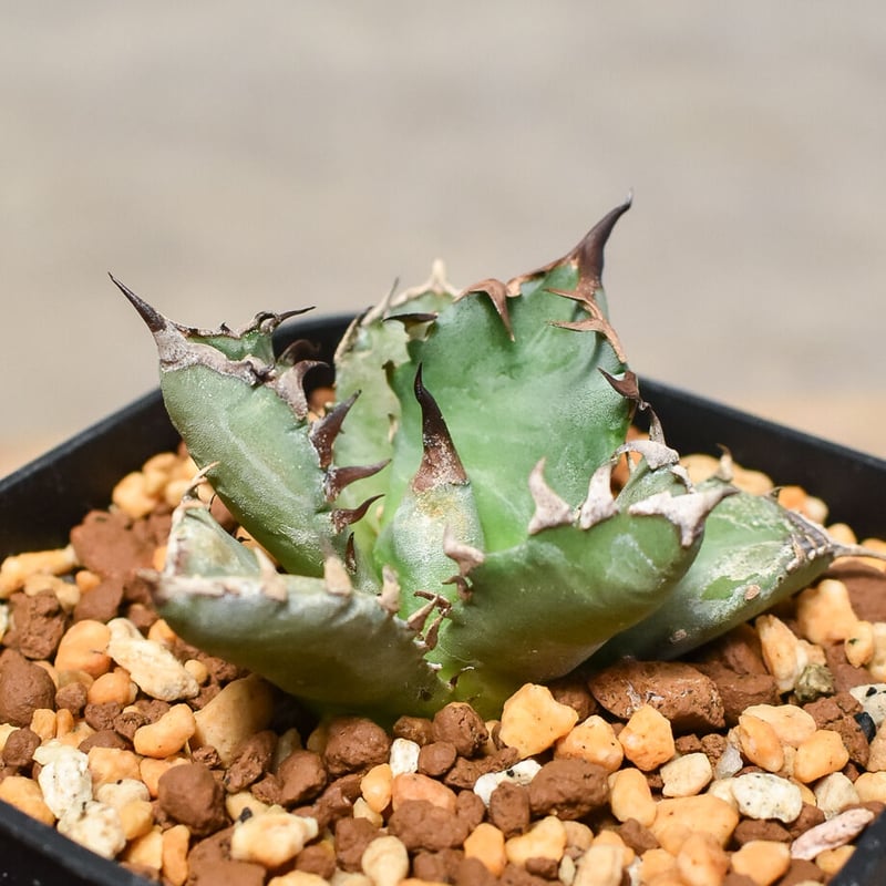 アガベ チタノタ ドワーフ 