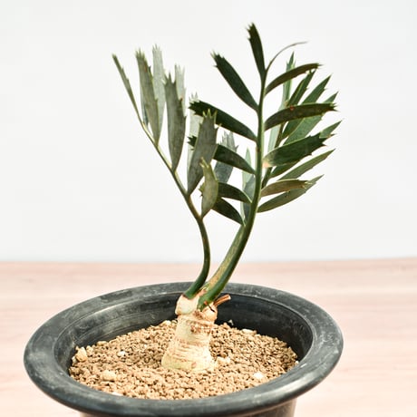 【国際希少野生動植物種登録票付】エンセファラルトス レーマニー RFHK-389