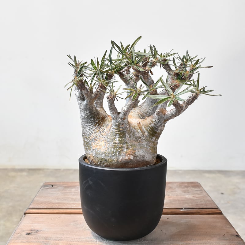 パキポディウム グラキリス 【現地球/発根済み】E HK2402384(T) | RAFLU