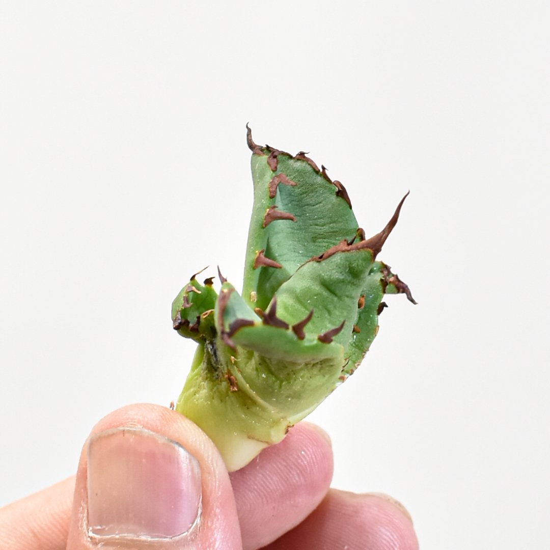 ⭐︎専用中⭐︎アガベ　ピンキー　プレステラ90 ⭐︎専用中⭐︎アガベ ピンキー プレステラ90 2025年最新