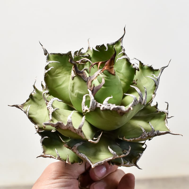 アガベ チタノタ シーザー / 凱撒 【台湾産/中株/抜き苗】D