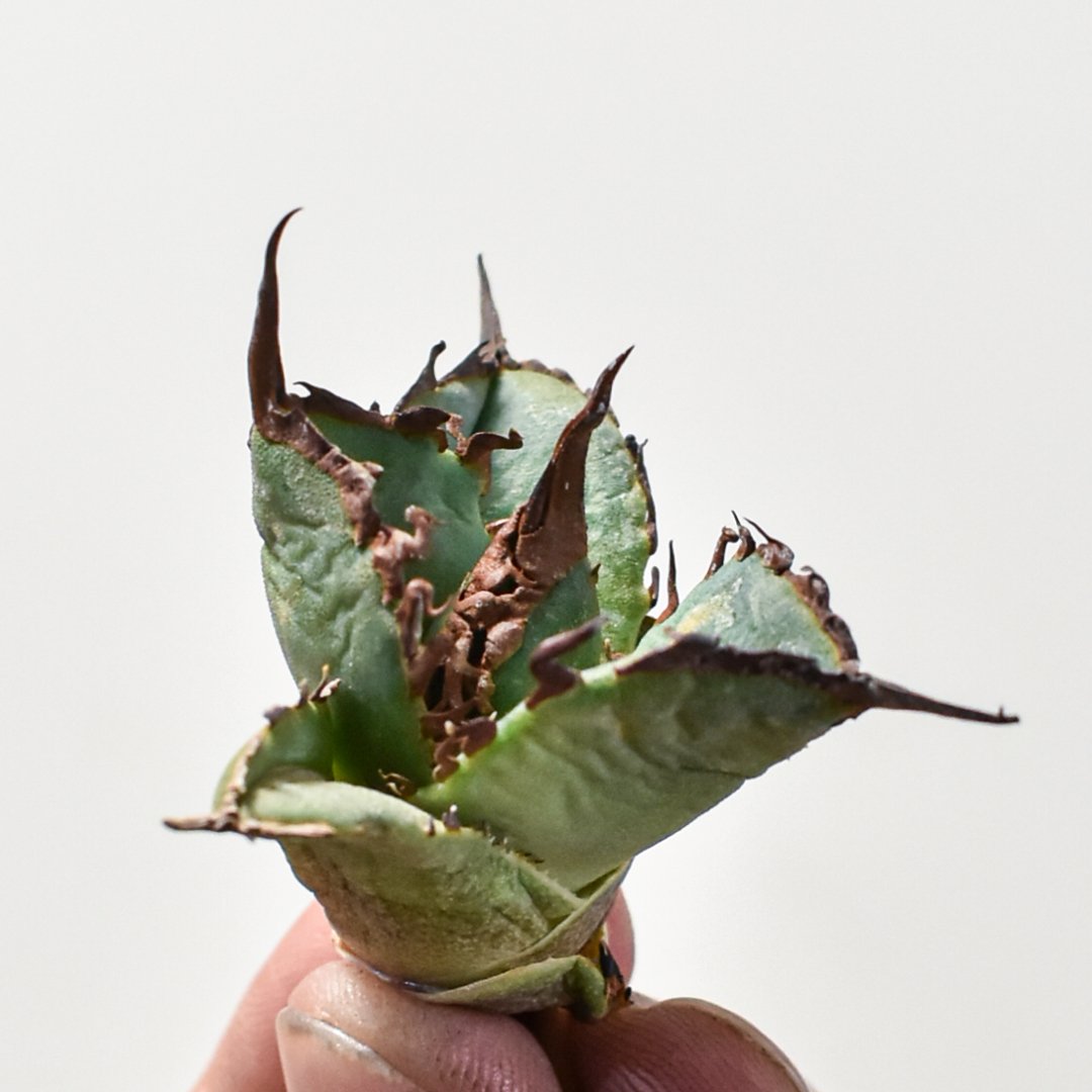 アガベ チタノタ 