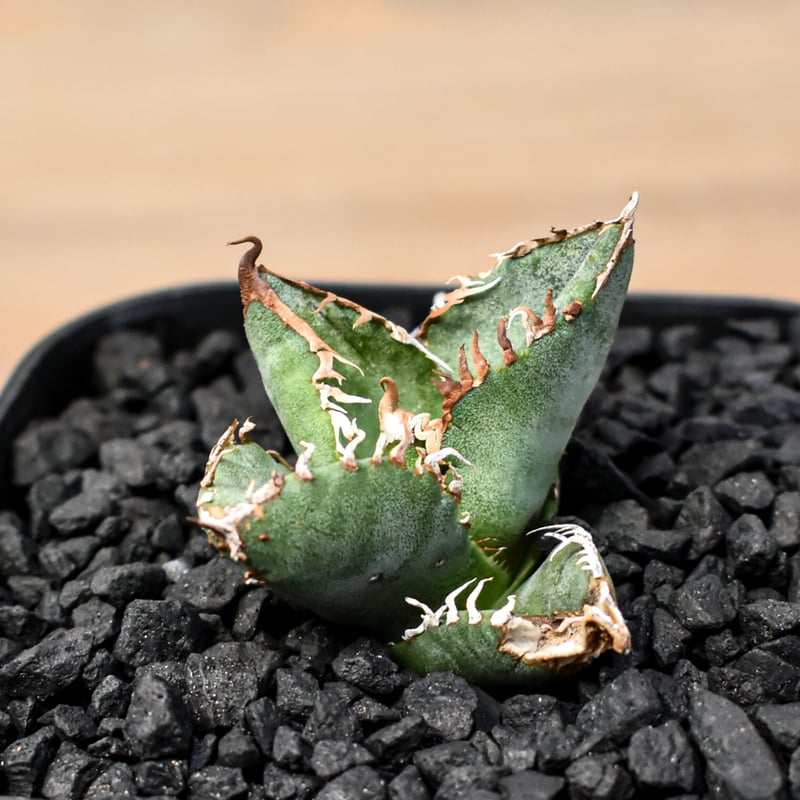 アガベ チタノタ Shi-hao 