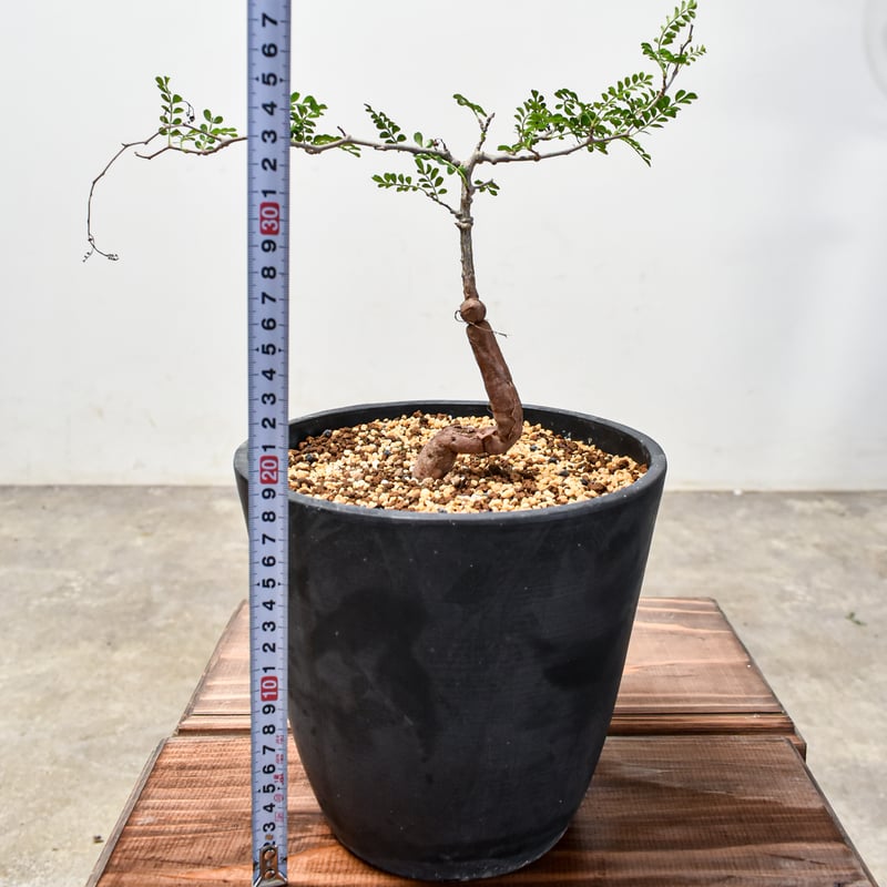 オペルクリカリア パキプス 【国内実生】RF2401808 | RAFLUM