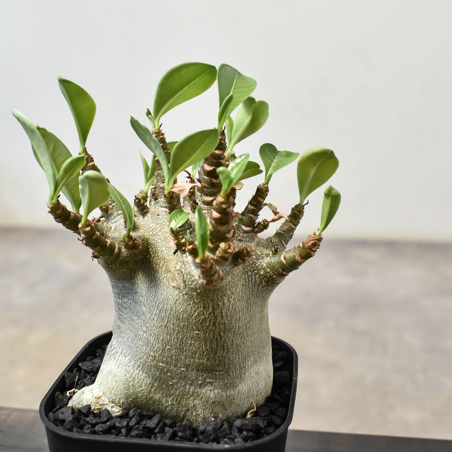 アデニウム アラビカム 