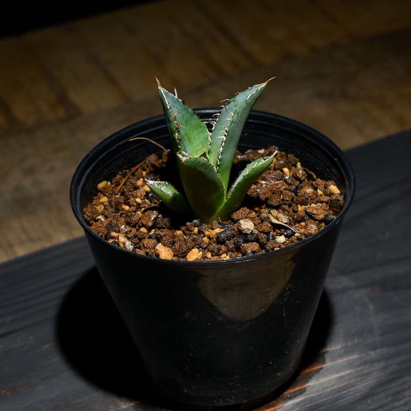 アガベ チタノタ 