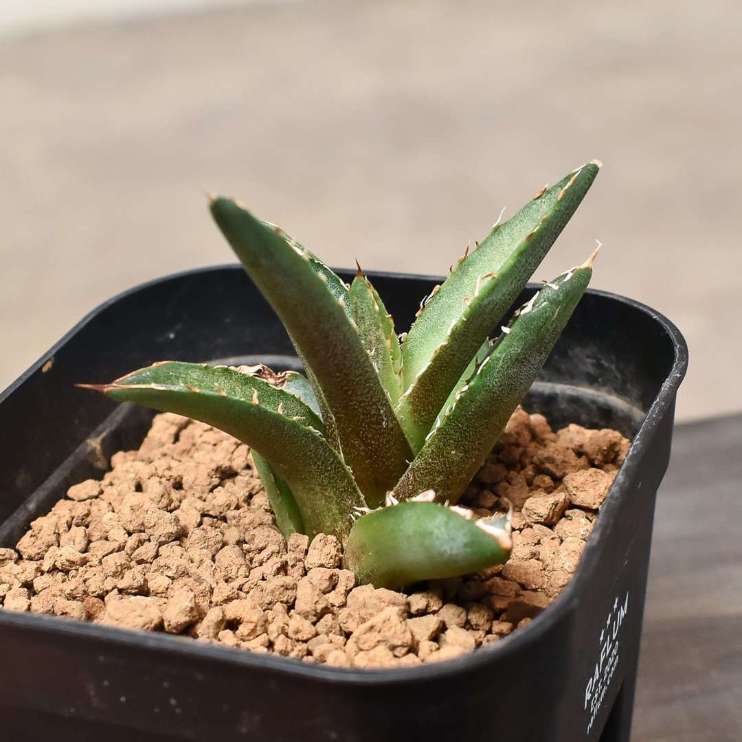 アガベ チタノタ 