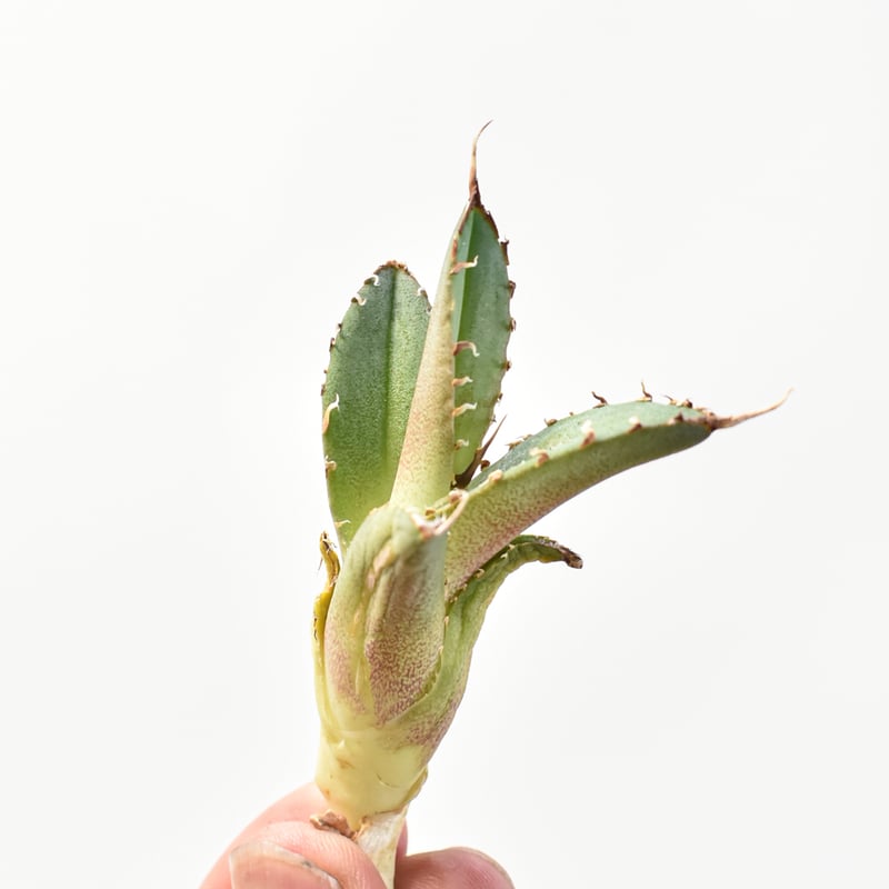 妖狐 】アガベチタノタ龍球會産/発根済み/天芽超絶バンド親株2枚目参照