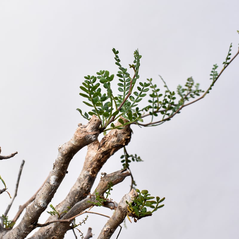 オペルクリカリア パキプス 大株 オペルクリカリア パキプス 