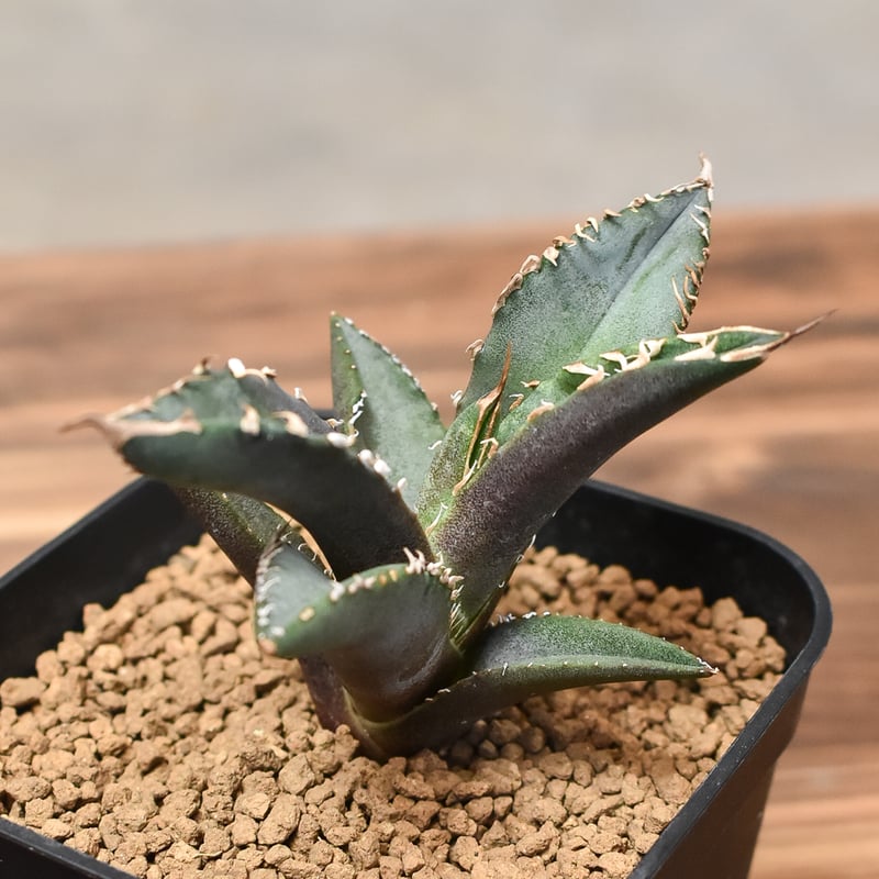 アガベ レア 台湾の星 フォルモサ スター 発根済み イシスメンシス ポタトラム アガベ レア 台湾の星 フォルモサ スター 発根済み