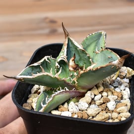 4月6日(日)20:00~】裏刺ブツブツ系の最高峰！台湾Dennis産のDennis018を