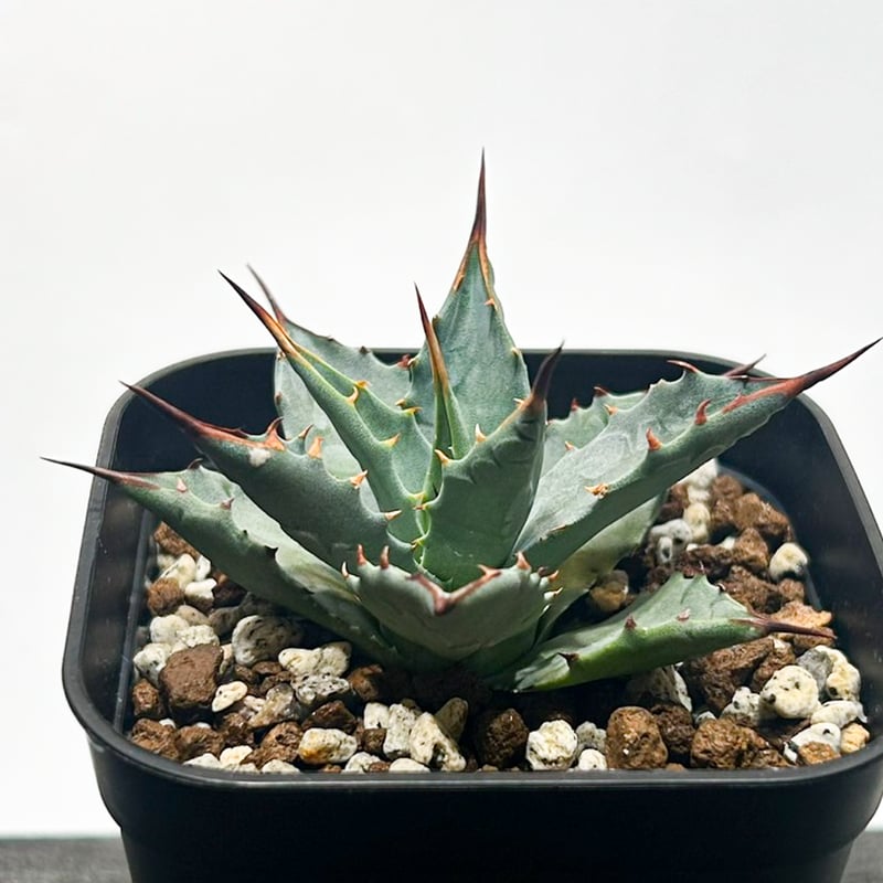 【変異株】新種アガベ 96b9add9a207033a4d4e78423840fc