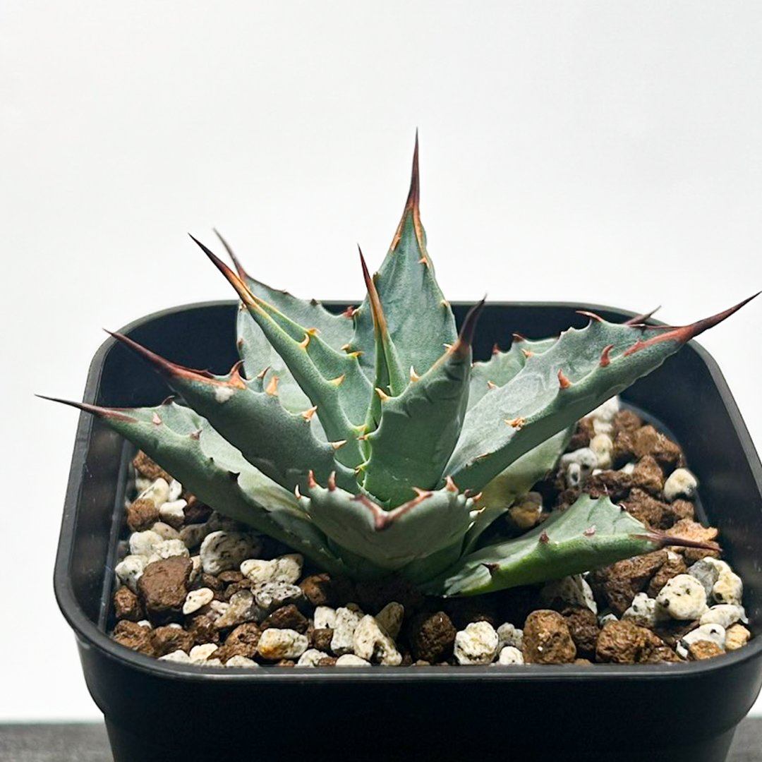 アガベ hybrid イシスメンシス×エボリスピナ/甲蟹X妖炎 【台湾 dragon
