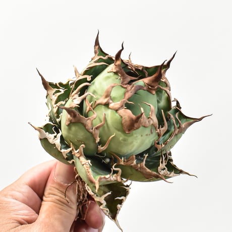 【5CLAW】アガベ チタノタ シーザー / 精品凱撒 【台湾 dragon agave産/中株/抜き苗】RFDG25010972