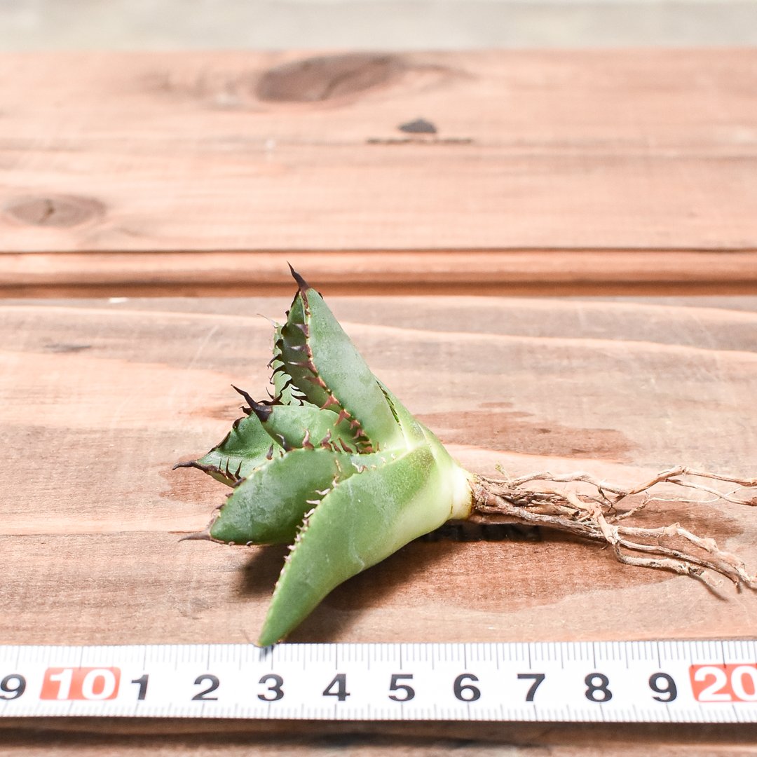 cj plants産　胖鯨　大株 アガベ チタノタ 