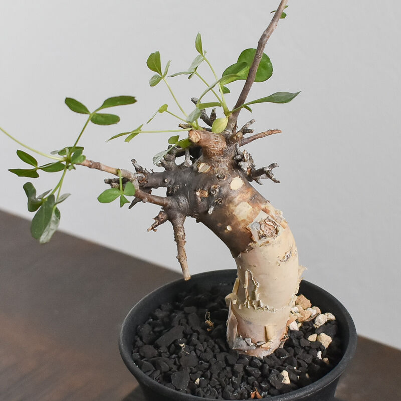 コミフォラ カタフ【ソマリア産のピュアカタフ！表皮の白さと枝振りが