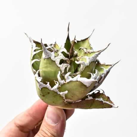 アガベシーザー | STORES