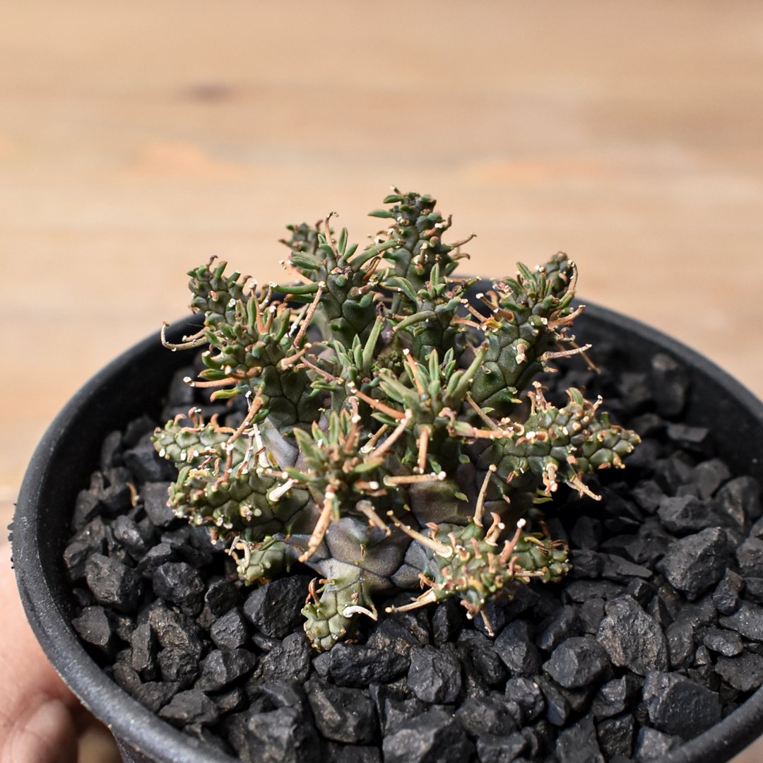 ユーフォルビア デセプタ 【実生】RF25011667 | RAFLUM / ラフラム