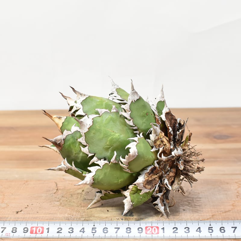 国内実生最高峰】アガベ チタノタ 赤猫 / レッドキャット【OSPセレクト