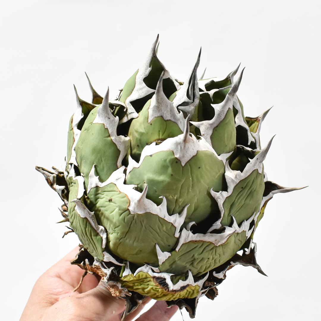 アガベ チタノタ 7株セット コレクション株 中株 Agave アガベ