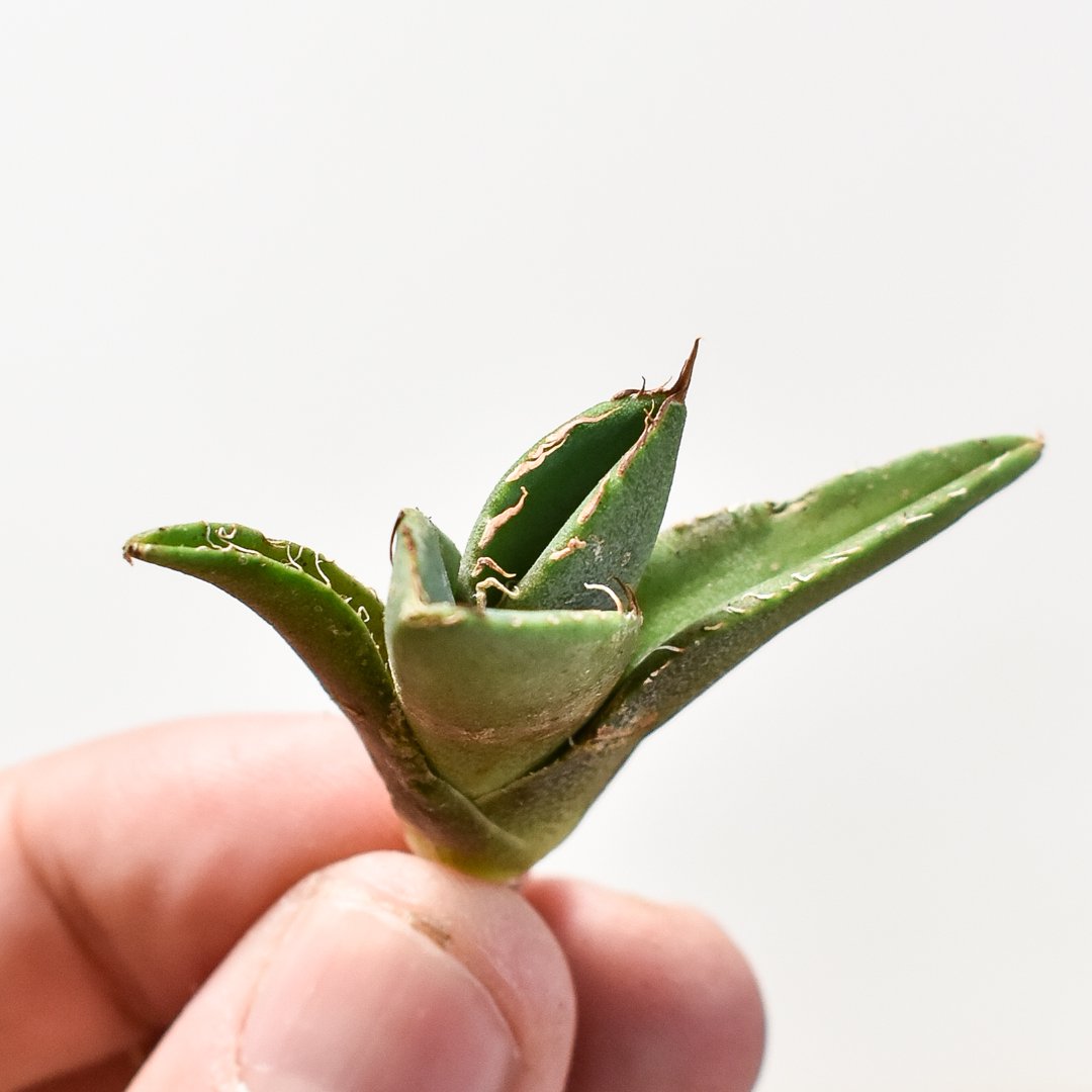 アガベ チタノタ 大黄蜂 バンブルビー OC 親株 【Priki Plants】 アガベ チタノタ 大黄蜂 バンブルビー OC 親株 【Priki Plants】